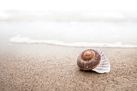 Sea background with seashell on the sandy beach