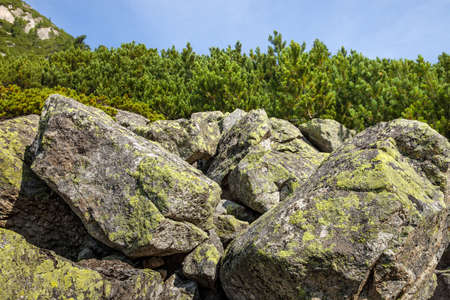 Stones and young pine trees on the slopes of the High Tatras. Slovakia. Europe.の写真素材