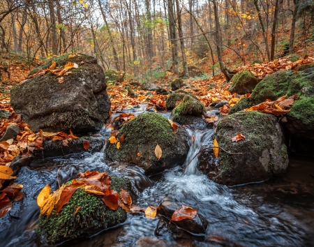 Beautiful day in the misty autumn forest with creek