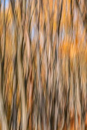 Abstract image of trees in an autumn forest. Intentional motion blurの写真素材
