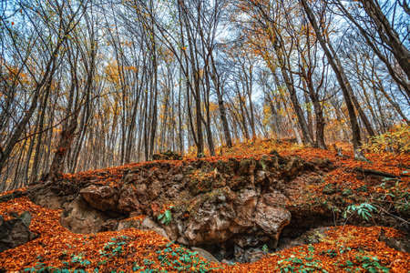 Beautiful day in the misty autumn forest