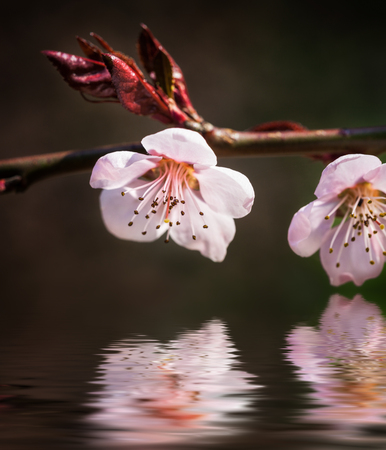 Blooming tree in spring with pink flowers and water reflectionの写真素材