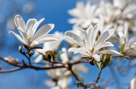 Magnolia kobus. Blooming tree with white flowersの写真素材