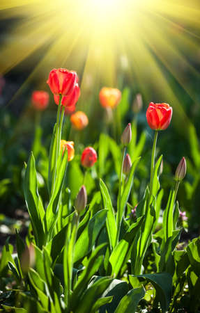 group of red tulips in a bright sunny day in the gardenの写真素材