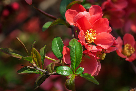 Red spring flowers. Blossoming Chaenomeles (flowering quince, Japanese quince)の写真素材