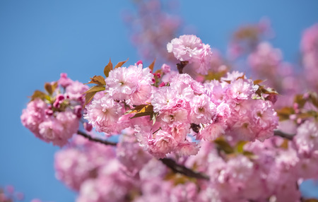 Sakura. Delicate pink flowers blossomed Japanese cherry trees on blur background