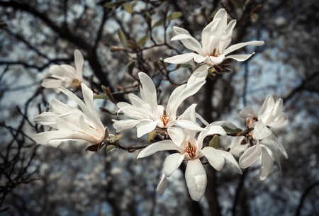 Magnolia kobus. Blooming tree with white flowersの写真素材