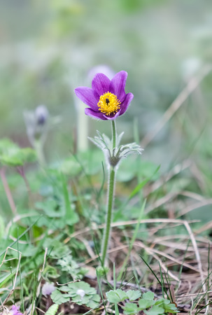 Pasque Flower (Pulsatilla patens) in springtime. Shallow DOFの写真素材