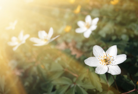 First spring flowers in sun light. Anemone sylvestris (snowdrop anemone)の写真素材