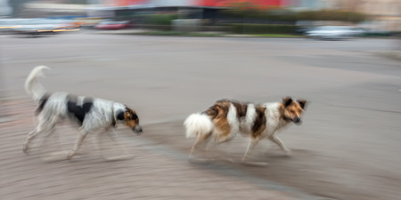 Two dogs cross the road.  Intentional motion blurの写真素材