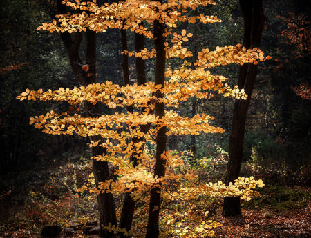 Beautiful day in the misty autumn forestの写真素材