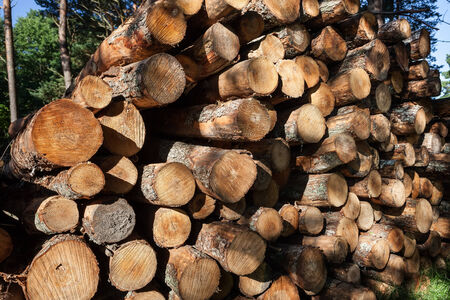 Pile of wood logs ready for winter