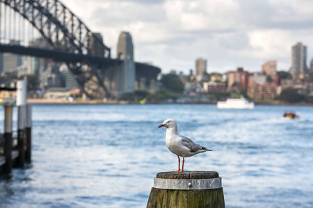 Sydney Harbour Bridge with seagullの写真素材