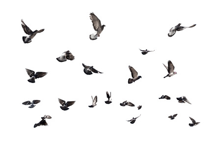 Pigeons flying. Many birds isolated on white backgroundの写真素材