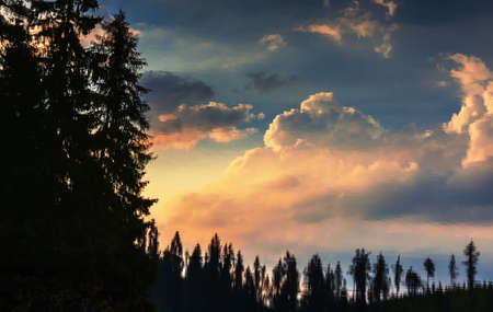 Pine tree on sunset background with water reflection and cloudsの写真素材