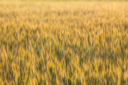 Golden wheat field. Abstract blurred nature background.の写真素材