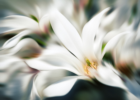 Abstract blurred image of magnolia kobus. Blooming tree with white flowers in motion blurの写真素材