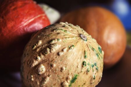 Close up of pumpkins. Autumn harvest bright decorative pumpkins. Shallow DOFの写真素材