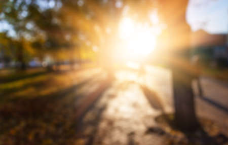 Defocused image of autumn city park with trees and sunlightの写真素材