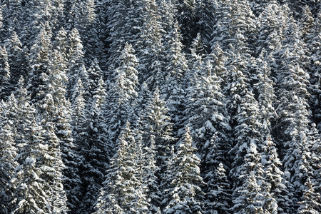 Swiss Alps near Davos, Switzerland. Snow-covered fir trees