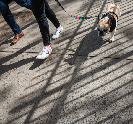 NEW YORK, USA - Apr 30, 2016: Animals and their owners on the streets of the big city. The dogs on the streets of NYC.のeditorial素材