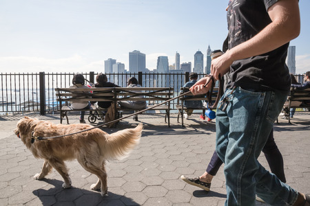NEW YORK, USA - Apr 27, 2016: Group of young people walking with a dog on Brooklyn Heights Promenade. People relax and enjoy the stunning views of Manhattanのeditorial素材