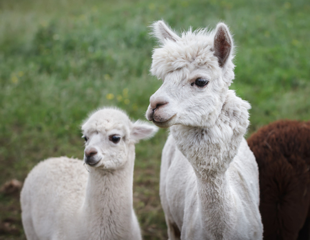An alpaca (Vicugna pacos) is a domesticated species of South American camelid. It resembles a small llama in appearanceの写真素材