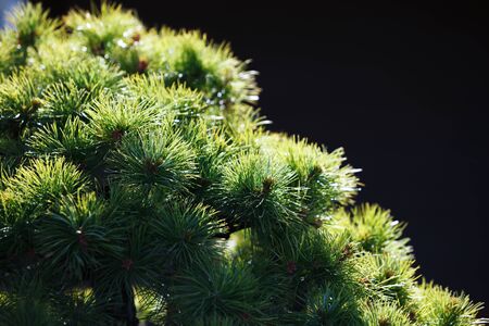 Young green pine branches in the rays of sunlightの写真素材
