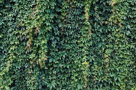 Wall covered with green leaves of wild grape. Brick wall texture with ivy. Natural background.