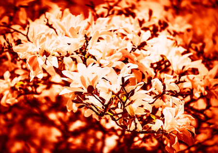 Soft focus image of blossoming magnolia flowers in springtime with sun light. Abstract blurred flowers in high key. Magnolia kobusの写真素材