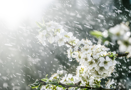 Spring rain in the garden. White flowers of cherry plum in the rain on a spring day. Soft focus and shallow DOFの写真素材