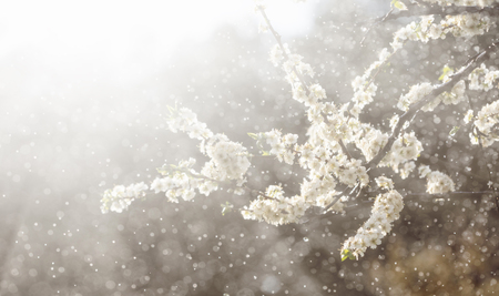 Spring rain in the garden. White flowers of cherry plum in the rain on a spring day. Soft focus and shallow DOFの写真素材