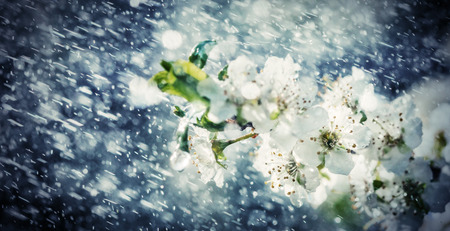 Spring rain in the garden. White flowers of cherry plum in the rain on a spring day. Soft focus and...