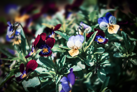 Blurred blossoming pansies flowers in the garden. Natural spring background. Selective focus, shallow DOFの写真素材