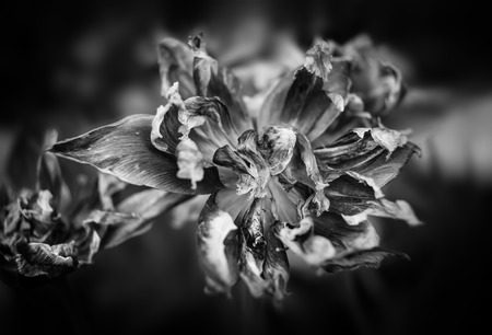 Black and white image of dried tulips. Dry petals of red tulips. Dry tulips like symbol of fade time.の写真素材