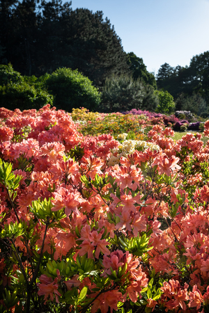 Rhododendron plants in bloom with flowers of different colors. Azalea bushes in the park with different flower colors.の写真素材
