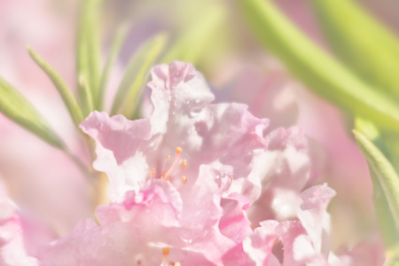 Rhododendron plants in bloom with flowers of different colors. Azalea bushes in the park with different flower colors. Rhododendron plants in bloomの写真素材