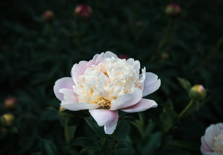 White peonies in the garden. Blooming white peony. White peony macro photo. Selective focus. Shallow depth of field.の写真素材