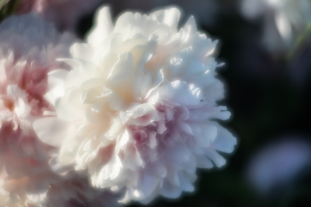 Soft focus image of blooming white peonies in the garden. Selective focus. Shallow depth of fieldの写真素材