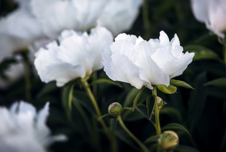 Soft focus image of blooming white peonies in the garden. Selective focus. Shallow depth of fieldの写真素材