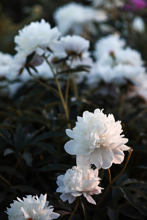 Soft focus image of blooming white peonies in the garden. Selective focus. Shallow depth of fieldの写真素材