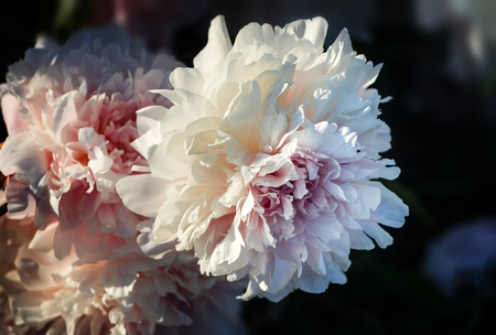 Soft focus image of blooming white peonies in the garden. Selective focus. Shallow depth of fieldの写真素材