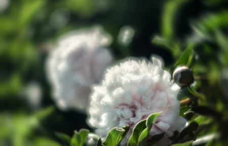 Soft focus image of blooming white peonies in the garden. Selective focus. Shallow depth of fieldの写真素材