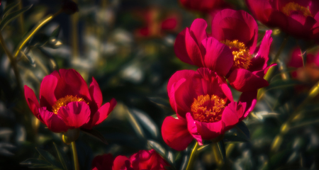 Soft focus image of blooming pink peonies in the garden. Selective focus. Shallow depth of fieldの写真素材