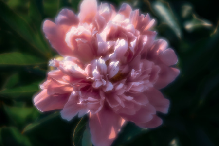 Soft focus image of blooming pink peonies in the garden. Selective focus. Shallow depth of fieldの写真素材