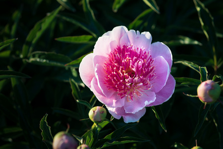 Soft focus image of blooming pink peonies in the garden. Selective focus. Shallow depth of fieldの写真素材