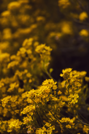 Soft focus image of small yellow flowers of aurinia saxatilis in the spring time in the garden....
