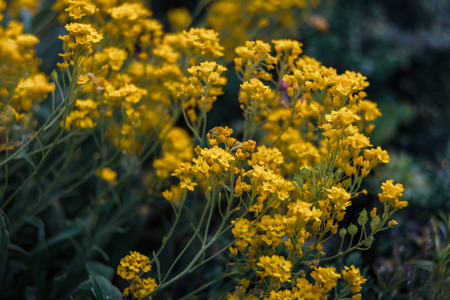 Soft focus image of small yellow flowers of aurinia saxatilis in the spring time in the garden. Common names include basket of gold, goldentuft alyssum, golden alison, gold-dust, rock madwortの写真素材
