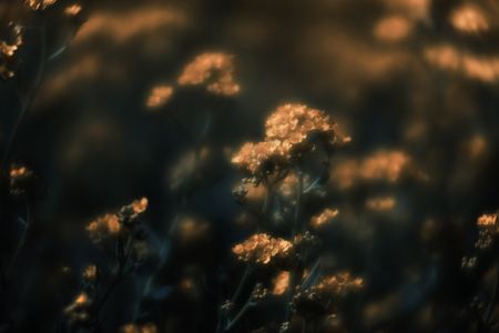 Soft focus image of small yellow flowers of aurinia saxatilis in the spring time in the garden. Common names include basket of gold, goldentuft alyssum, golden alison, gold-dust, rock madwortの写真素材