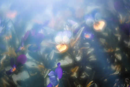 Blurred blossoming pansies flowers in blue light. Natural spring background. Selective focus,...